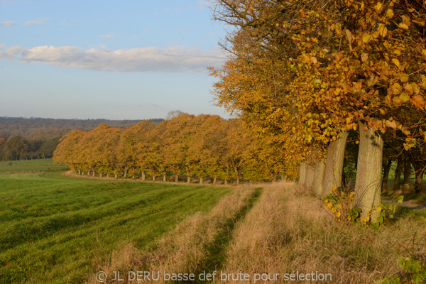 paysage automne